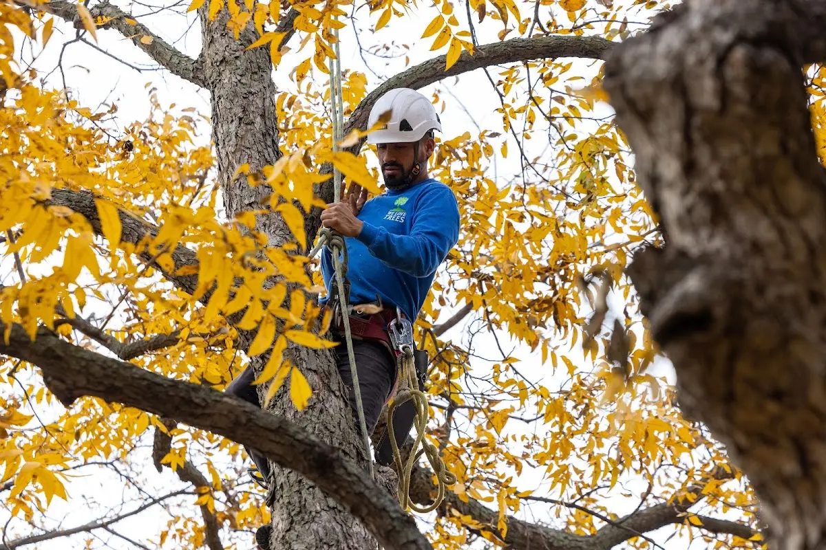 Skilled Tree Transplanting crew working in Penwell